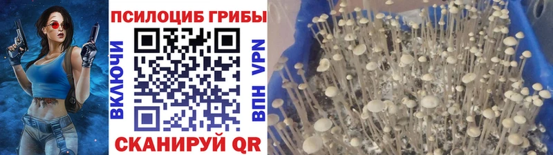 Псилоцибиновые грибы прущие грибы Качканар