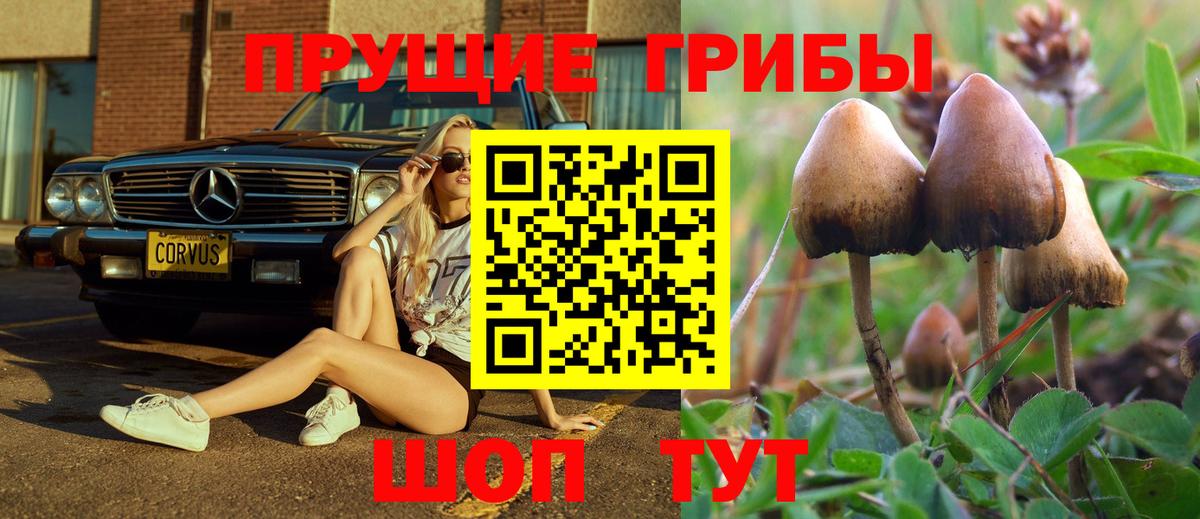 Галлюциногенные грибы Cubensis Качканар